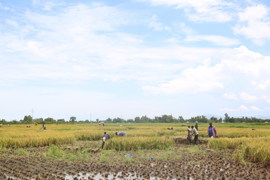 The Chief Executive Officer (CEO) National Irrigation Authority (NIA), Eng. Charles Muasya. Photo/MARION OBUYA