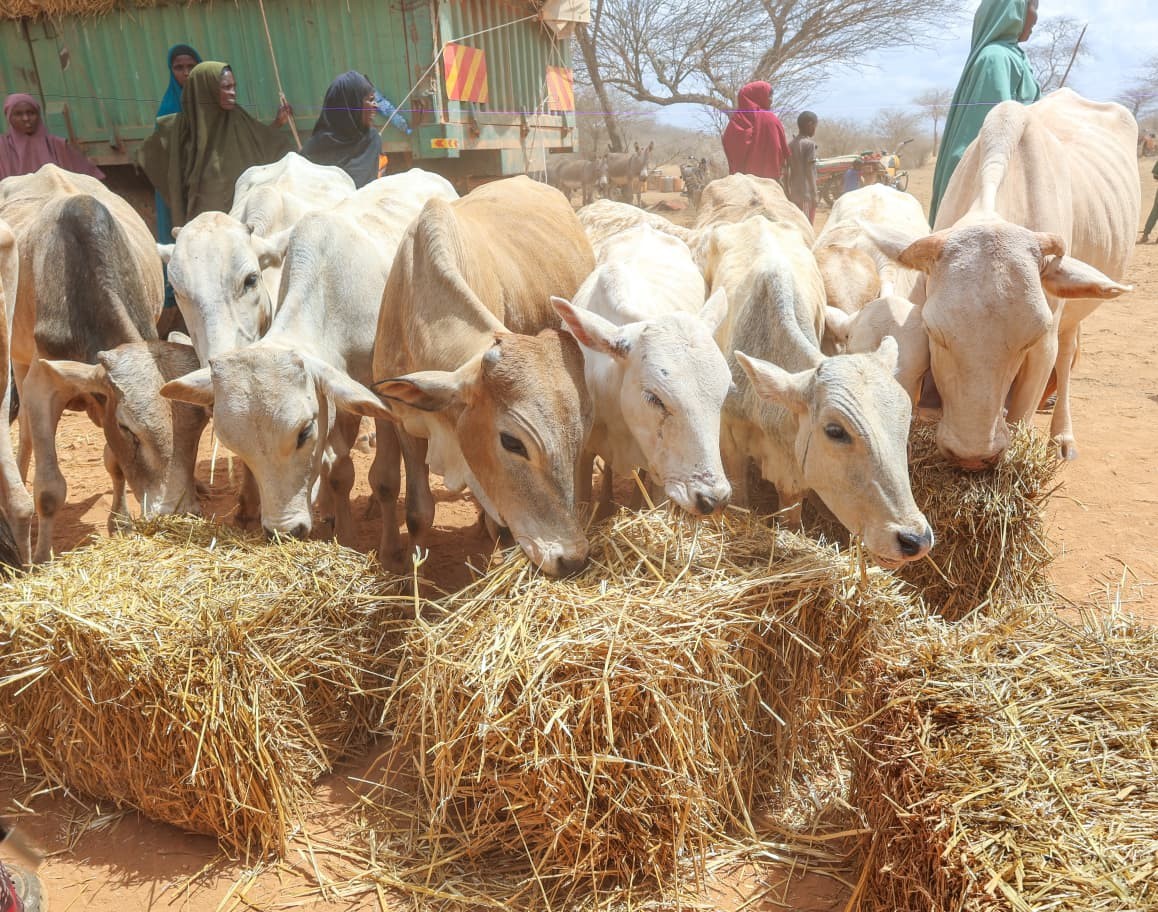 Livestock feeding on subsidized hay during the rollout of the Livestock Feed Subsidy Programme under the Food Systems Resilience Program (FSRP) in Banisa Sub-County, Mandera County.