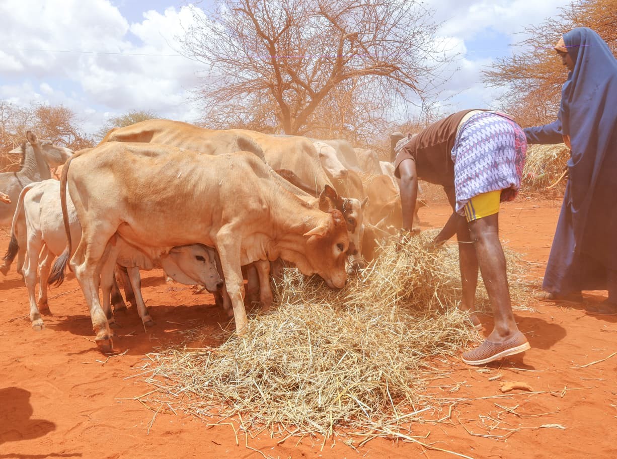 Pastoralists in Banisa Sub-County, Mandera County feed their livestock on subsidized hay during the rollout of the Livestock Feed Subsidy Programme under the Food Systems Resilience Program (FSRP), aimed at boosting livestock survival amid drought conditions.