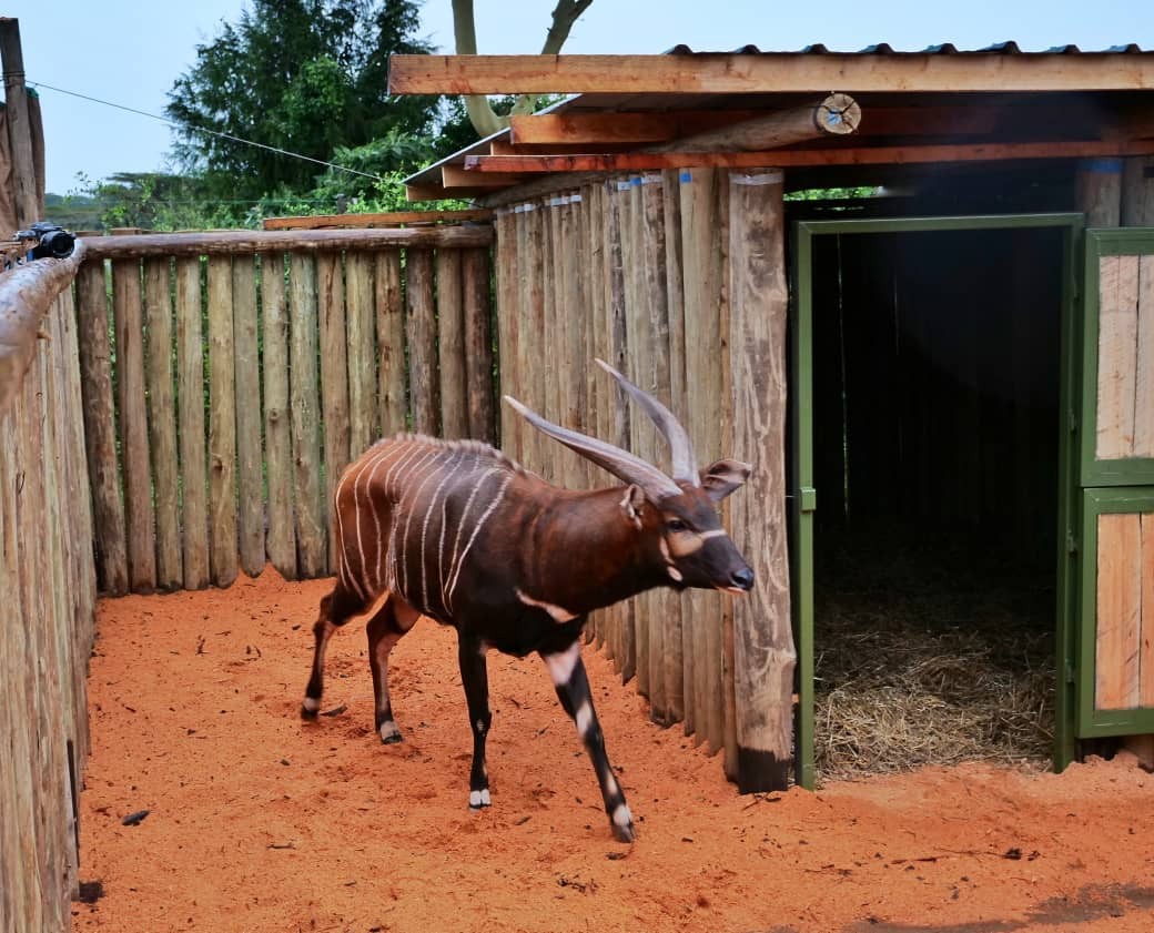 bongo