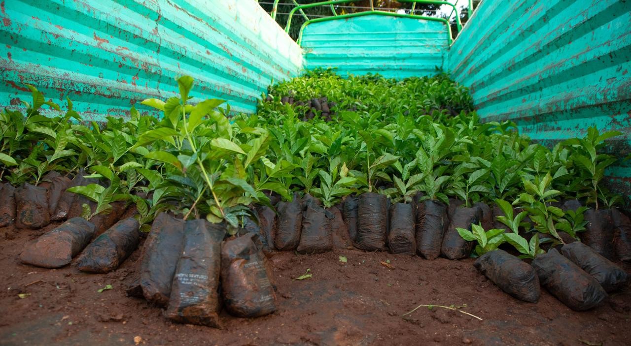  Coffee seedlings being distributed, under the coffee seedling distribution programme to counties.