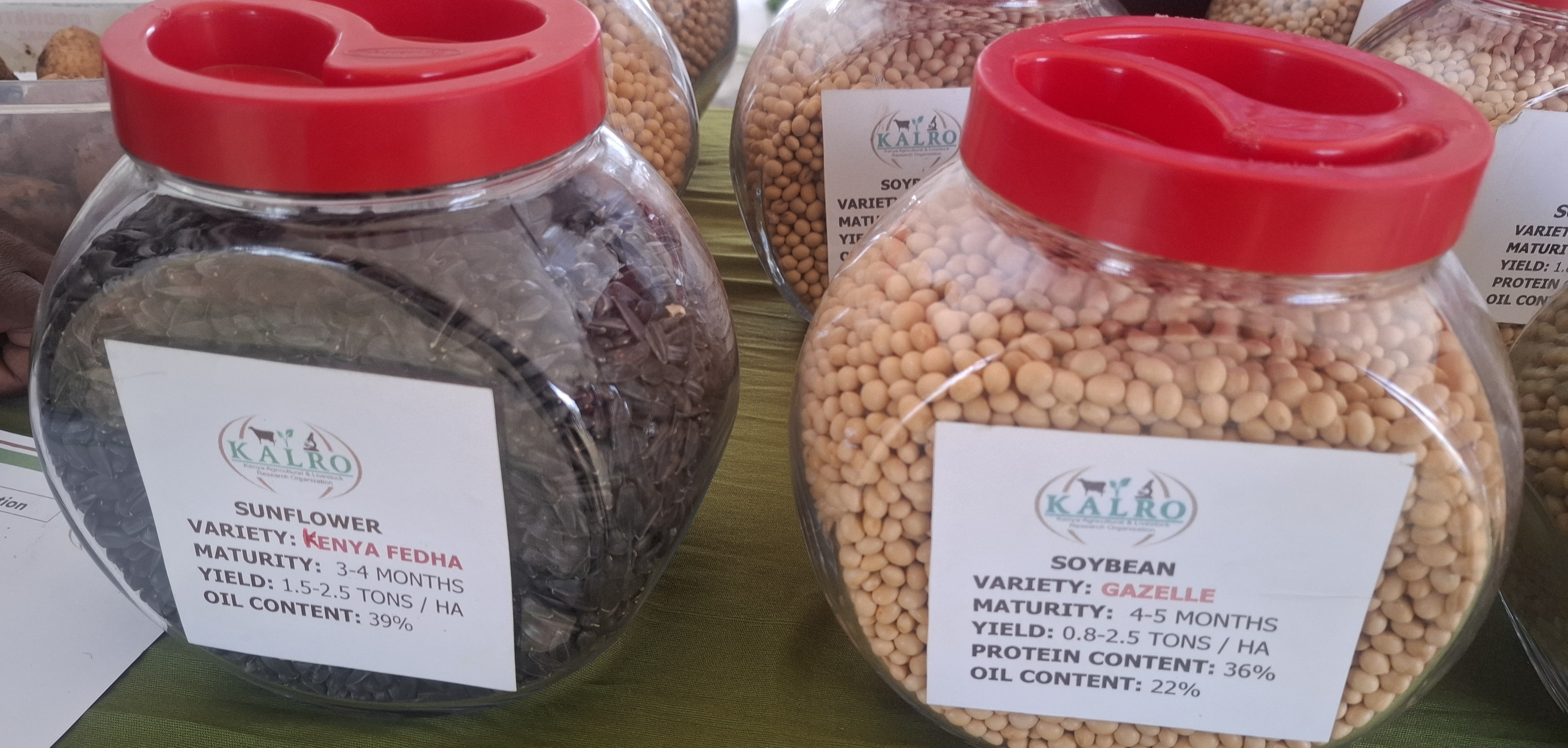 Sunflower and soybean seeds, government promoting production of edible oil crops