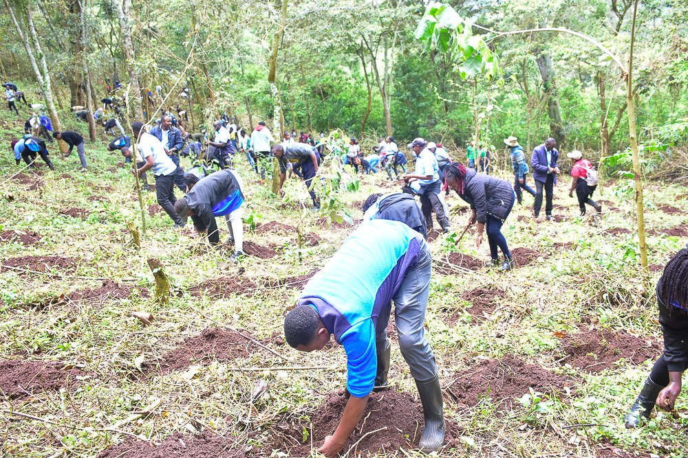 Environmental conservationists and members of public join hands in planting indigenous tree seedlings at Nyeri hills during the celebrations 