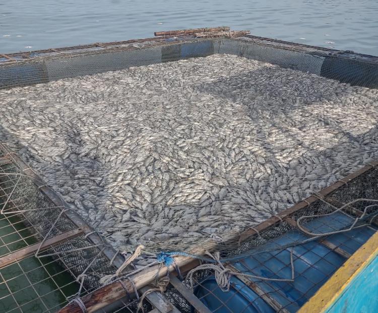 One of the affected cages on Lake Victoria. Photo/Chris Mahandara