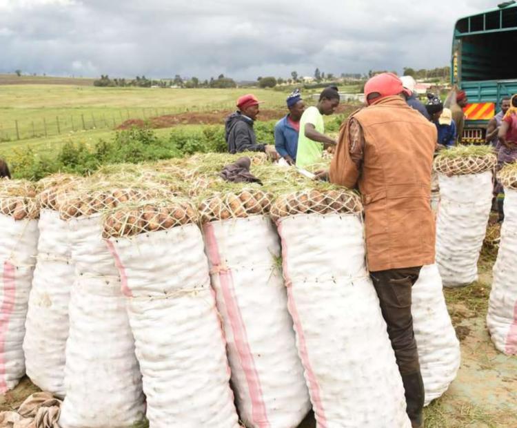 Potato traders at work.