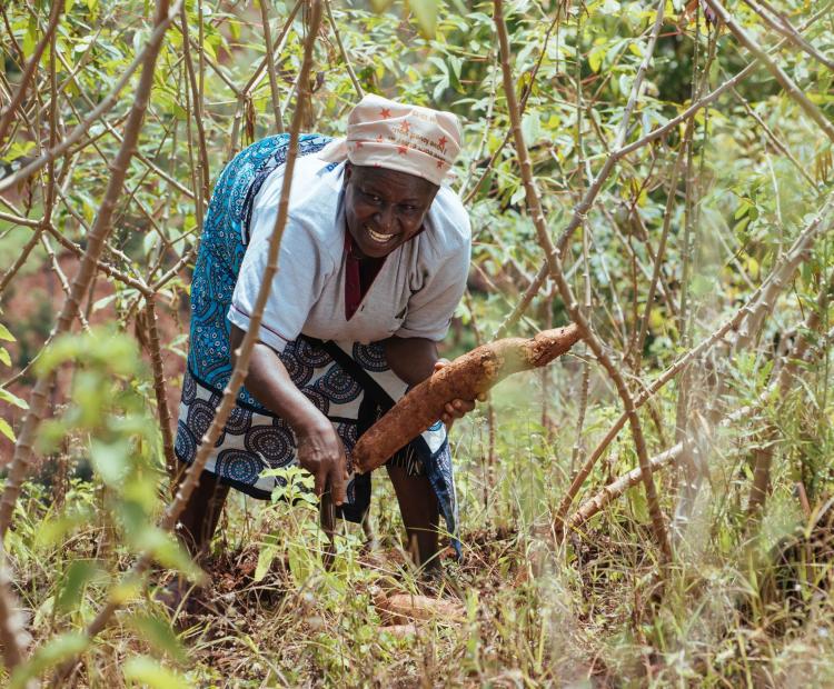 nya boasts a strong  seed regulatory framework that ensures seed  quality and safety. Dr. Mugo explained that  the three main types of  seeds that Kenyan farmers  use are Landrace seeds,  Open-Pollinated Variety  (OPV) seeds, and hybrid  seeds. “Landrace seeds are  unimproved, naturally  occurring seeds passed  down through generations, often carrying cultural significance. OPV  seeds, when properly  isolated, can produce offspring genetically true to  the parent plant,” he said. Dr. Mugo explained that