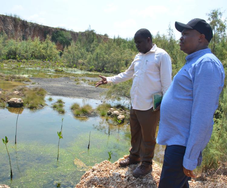 PS Elijah Mwangi (r) at a site where a mine is being rehabilitated with seagrass and mangrove seedlings.