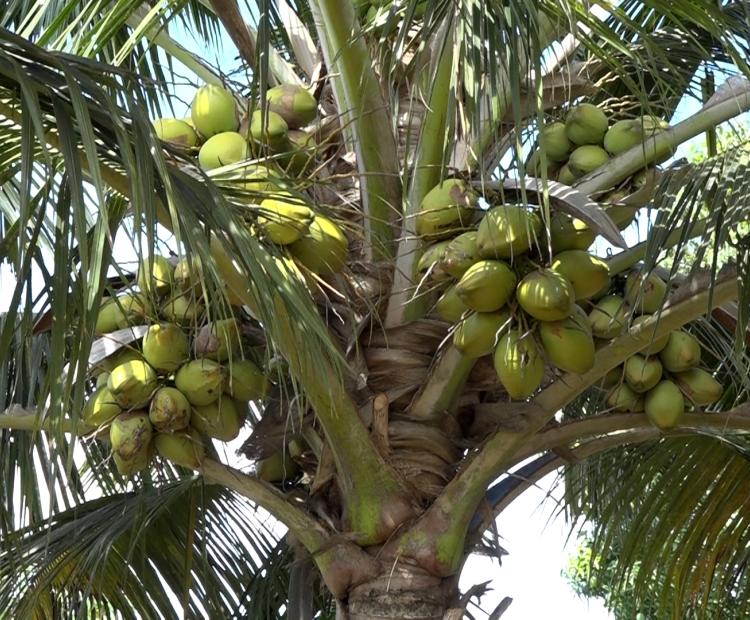 A high-yielding hybrid coconut tree at Nyuani farm in Mshongoleni area of Malindi Sub County. Photo/Emmanuel Masha