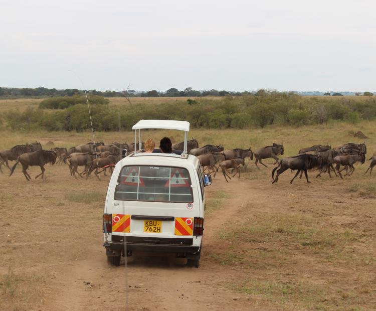 Tourists admiring wildebeest at the Maasai Mara National Reserve.