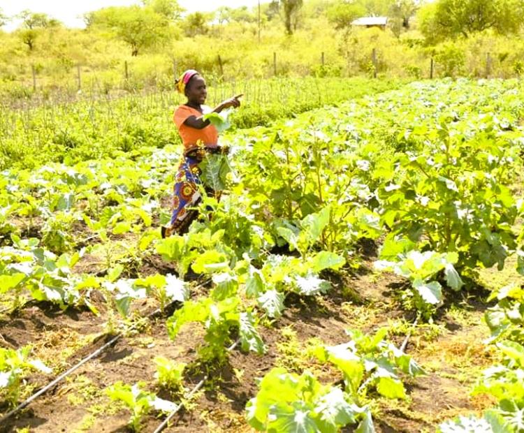 .  A kale (sukuma wiki) farmer tends to her farm noting that year-round farming has mitigated reliance on erratic rainfall patterns.