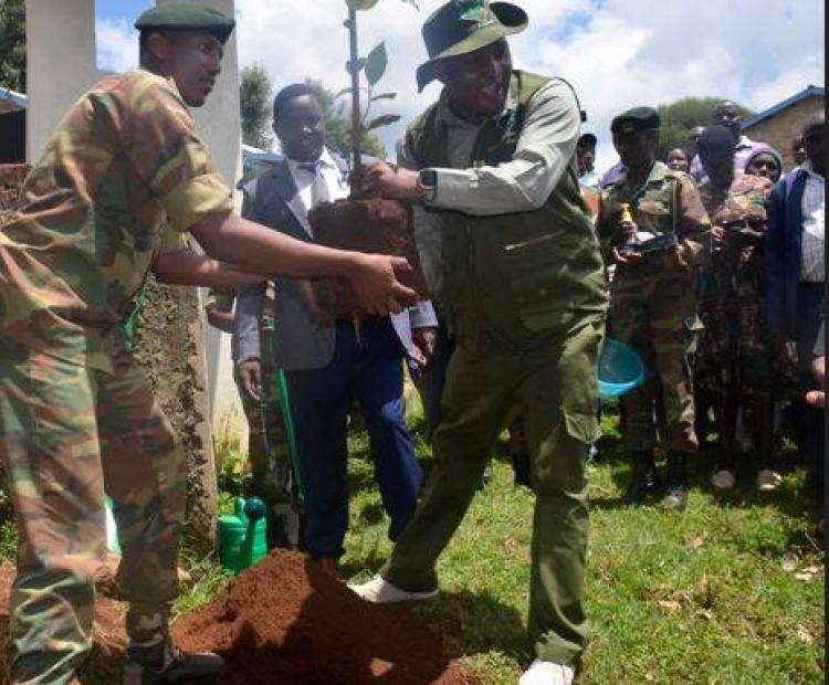 Mr Muthamia planting a tree at Mukaragatine Primary school where the launch event was held. PHOTOS BY DICKSON MWITI