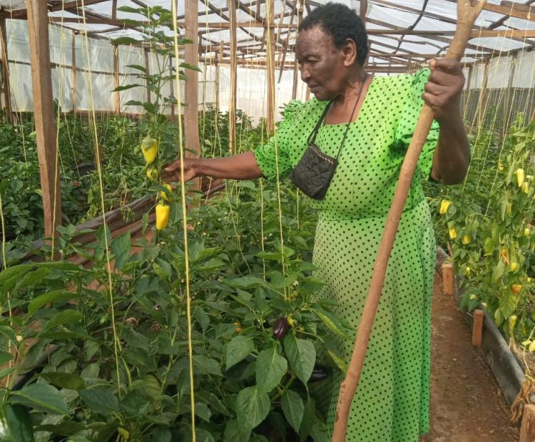 Mama Erika’s farming progress.