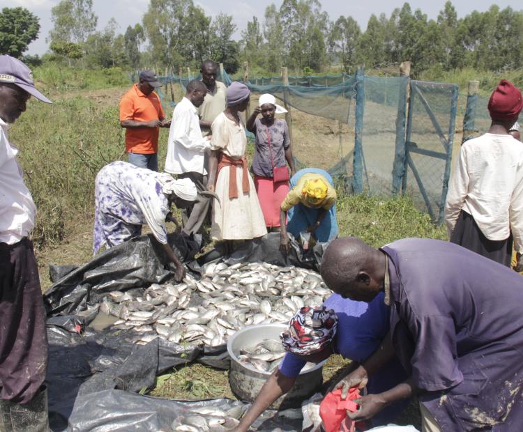 Farmers under the Namalenge irrigation project sorting their fish after harvesting. They have called on both national and county governments to support and invest in fish farming