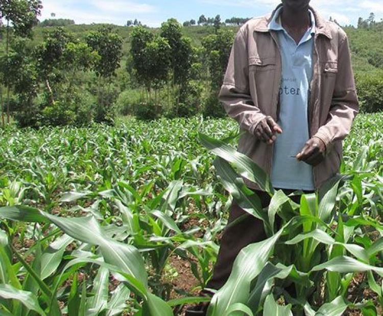 John Kirui standing in his maize field. He has decided to diversify in order to spread the risks associated with erratic weather patterns.