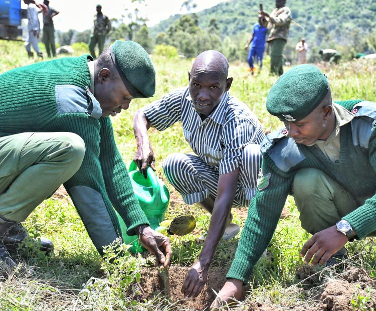 Salome Beacco, Permanent Secretary for Correctional Services, plants a tree at Naivasha Medium Prison during an exercise where she announced plans to construct 3,000 housing units for prison officers.