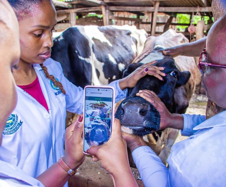 County veterinary officers capturing biometric data of a cow using muzzle identification as part of the digital registration exercise.