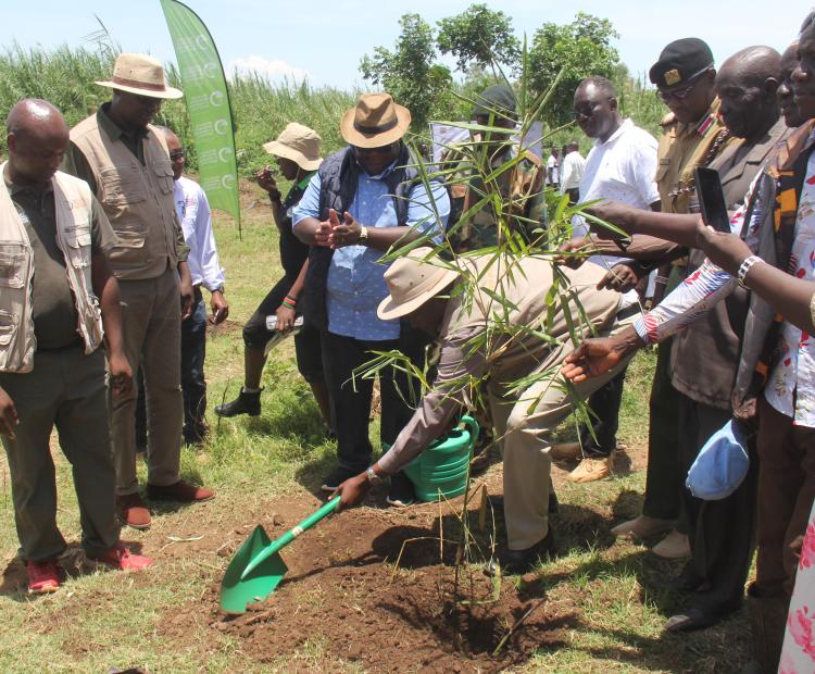 Wildlife Conservation Secretary John Chumo and Wildlife Research and Training Institute Director Dr. Patrick Omondi leads the bamboo growing campaign in Budalang'i. A total of 10000 bamboo seedlling were planted.