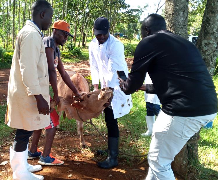 Livestock officers hold a cow at Majengo Primary School ground in Usigu Sub-county, Siaya county as their colleague registers it using the muzzle technology, an advanced AI-driven biometric identification system that use the unique, intricate patterns on an animal’s muzzle specifically cattle, buffalo, and similar livestock to identify them.