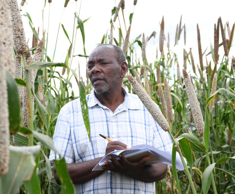 Retired special needs teacher, Leonard Mbwiko jotting what he notes about one of the varieties of Pearl Millet at the Kiboko CIMMYT site.