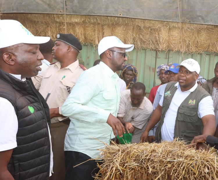  Mandera Deputy Governor Dr. Ali Maalim (centre) engages stakeholders during the launch of the Livestock Feed Subsidy Programme under the Food Systems Resilience Program (FSRP) in Banisa SubCounty, Mandera County. He is joined by Dr. Dominic Menjo (left) and Mr. Hillary Ngeno, as they inspect hay bales provided to support pastoralists in enhancing livestock survival and productivity amid drought conditions.