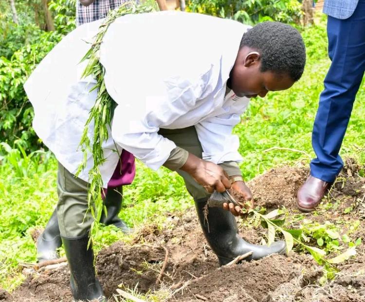 Nandi Women Rep, Cynthia Muge, prepares to plant a coffee seedling. She distributed the seedlings to women groups in Tinderet Sub County for economic empowerment.