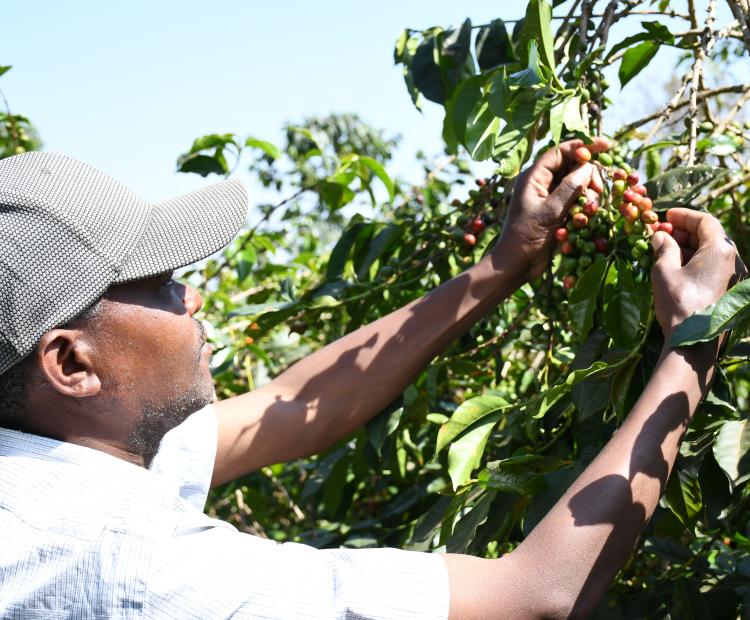 A farmer tends to his coffee bushes in Tumu Tumu, Nyeri County. FILE PHOTO