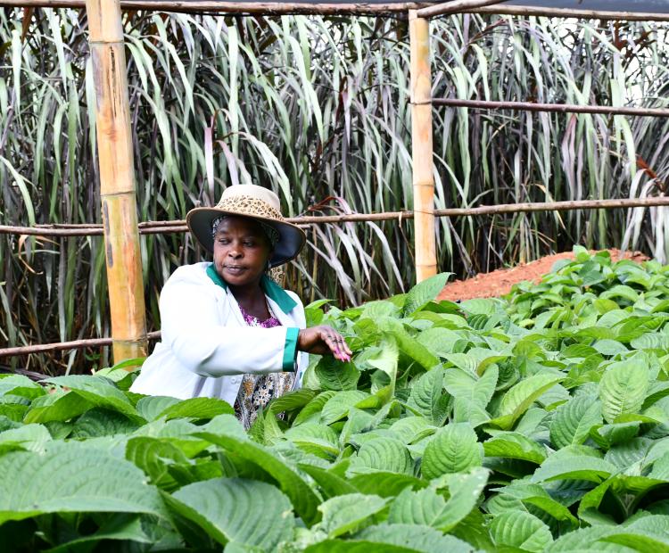 Mrs Kihara in a nacedero (trichantera giganthera) nursery at the farm. PHOTOS: KNA