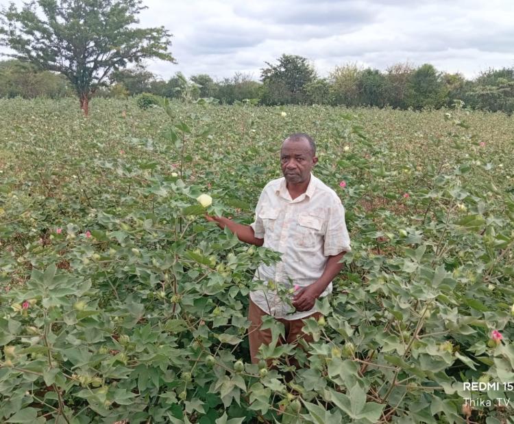 Ndalani farmers in Yatta Subcounty benefit from cotton pesticides and spraying machines from the government