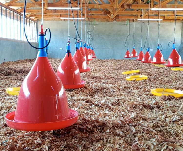 Chicken feeding station at the Marimanti hatchery and poultry project, Tharaka South Sub County, Tharaka Nithi County.
