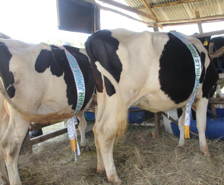 Some of the livestock being showcased at the Mt. Kenya Agricultural Show in Nanyuki, Laikipia county. Majority of exhibitors are focusing on climate smart farming technologies