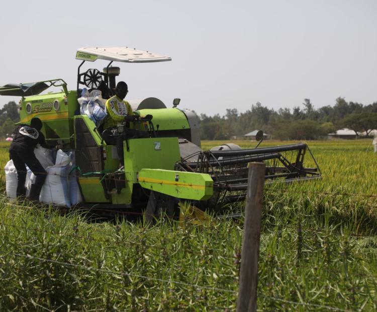Lake Basin Development Authority launches the harvesting of rice at Ondago swamp.
