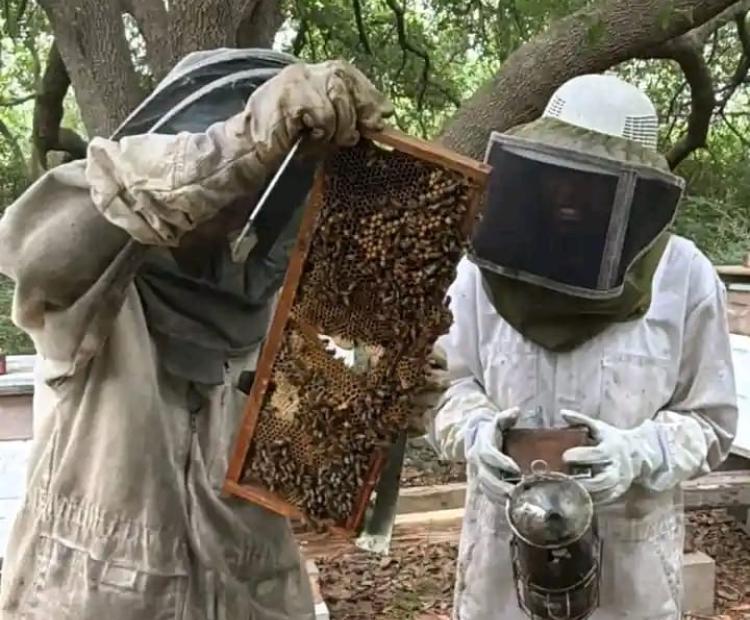 A farmer displays a honeycomb to demonstrate how mature honey is identified before harvesting in Lugari Sub-County