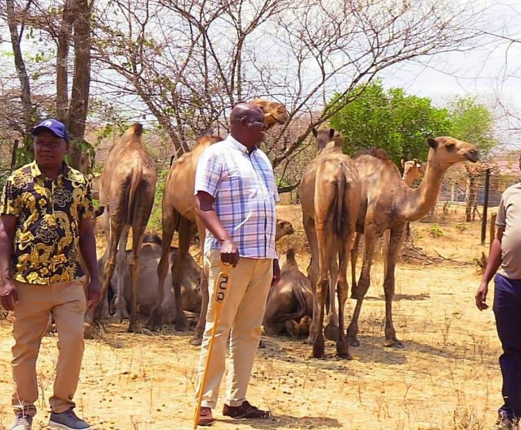 Pokot Central Deputy County Commissioner Philip Mbuvi (left), Sigor MP Peter Lochakapong (centre)  and Kerio Valley Development Authority (KVDA) Acting Chief Executive Officer Moses Kipchumba inspect  some of the 100 drought-resistant camels distributed to beneficiaries during the launch of the Livelihood  Improvement Programme at Tkiit Village, Masol Ward, Pokot Central Sub-County, West Pokot County.  Photo  by Parklea Ivor/KNA.