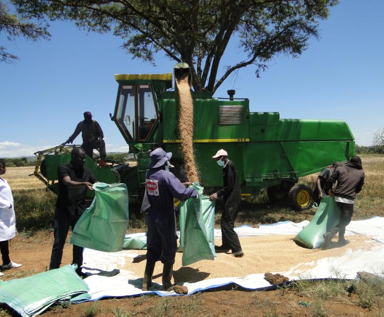 A combine harvester spews out freshly harvested wheat seed from the KALRO wheat farm in Njoro. Photo by William Inganga