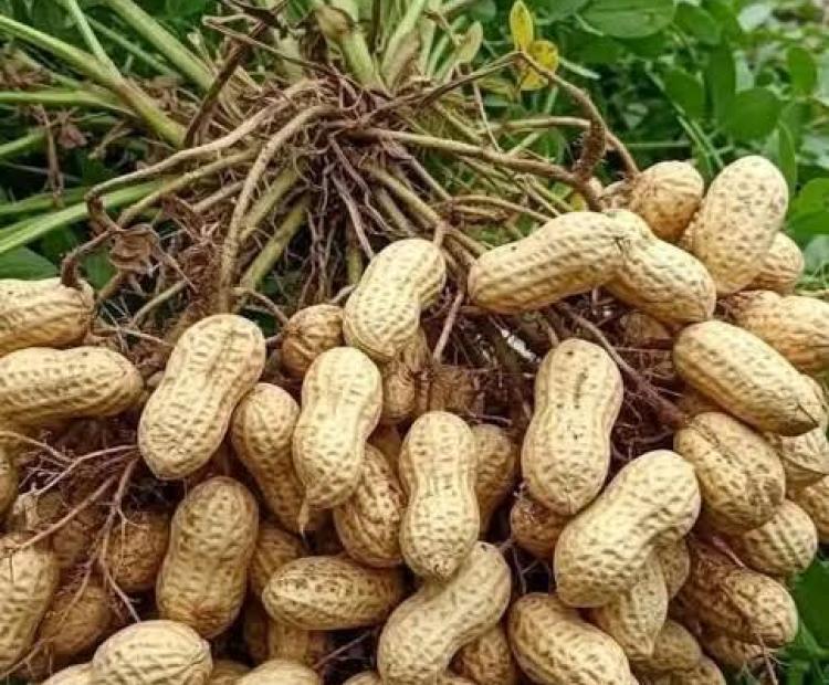 Groundnuts harvested from the field, highlighting Egerton University’s research into aflatoxin-resistant varieties, aimed at improving food safety, crop quality, yields and market access for farmers.
