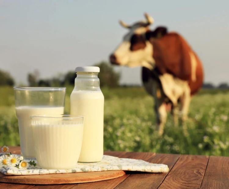 what-makes-single-source-milk-different-from-blended-milk