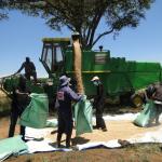 A combine harvester spews out freshly harvested wheat seed from the KALRO wheat farm in Njoro. Photo by William Inganga
